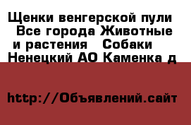 Щенки венгерской пули - Все города Животные и растения » Собаки   . Ненецкий АО,Каменка д.